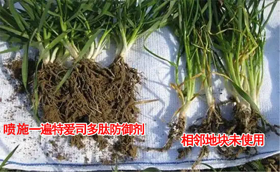 小麦分蘖对比喷施