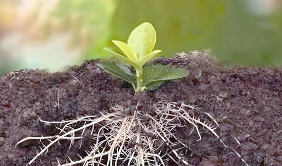 春季生根正当时！掌握核心秘诀，实现作物爆发式生根，根深叶茂产量高！